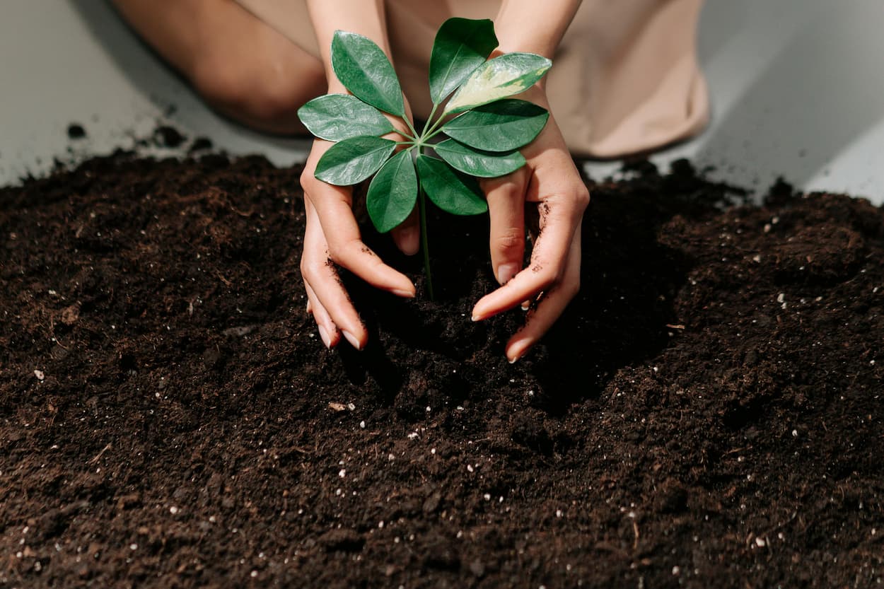 Hands planting a seedling – growth, faith and new life