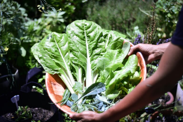 Freshly harvested lettuce from a garden, symbolizing God’s provision and faithfulness.