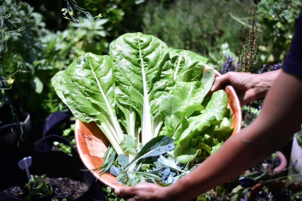Frisch geernteter Salat aus einem Garten als Symbol für Gottes Versorgung und Treue.