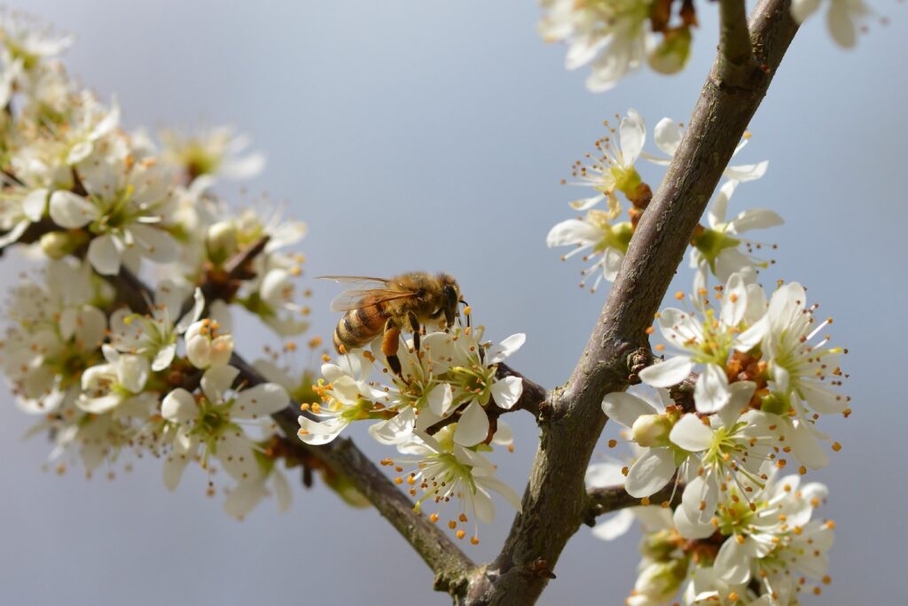 Une abeille sur une fleur blanche, sur fond de ciel bleu