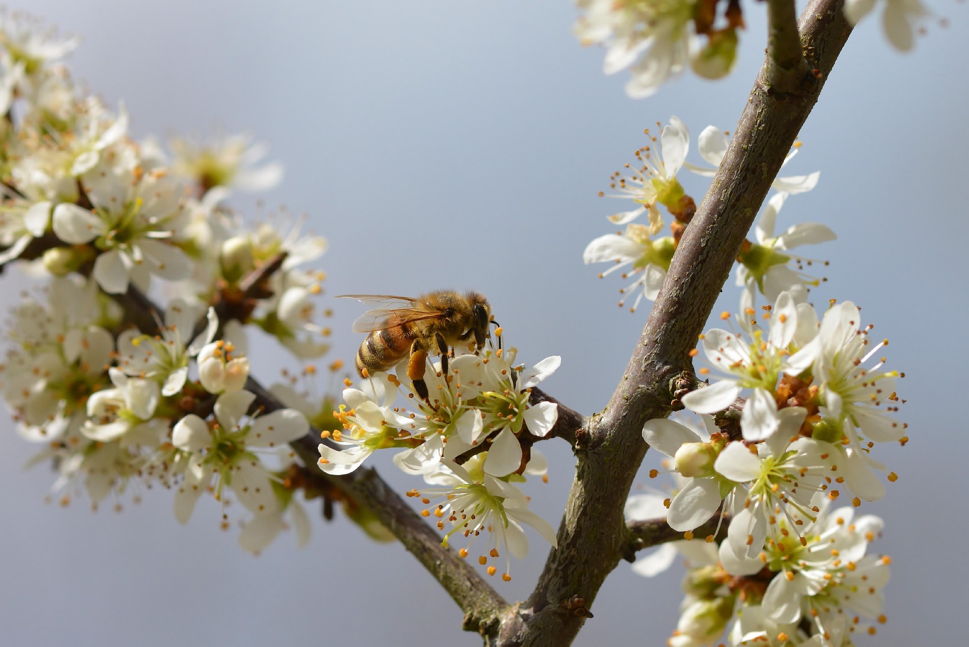 Eine Biene auf einer weißen Blüte vor blauem Himmel